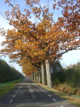 De Peel : Kanaalweg, Herbstimpressionen